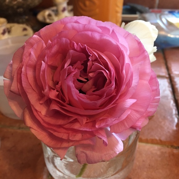 Meet your Posher, Astrid - Picture 1 of 1